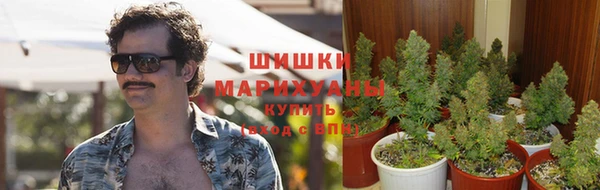 прущие грибы Баксан